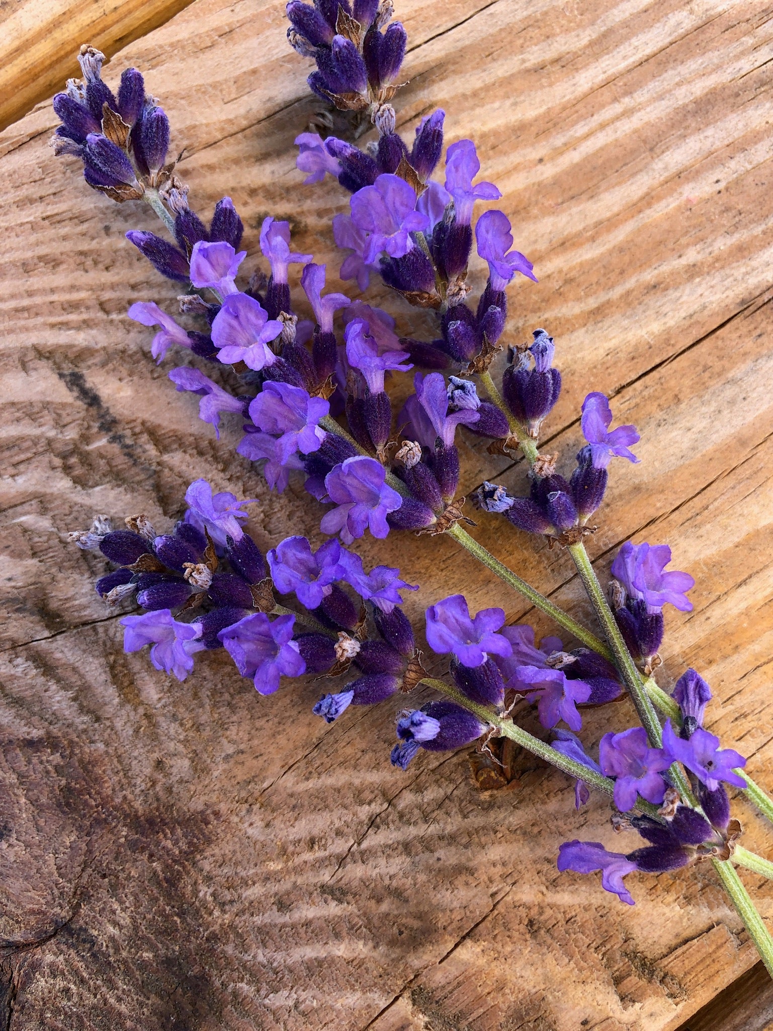 Lavender Essential Oil